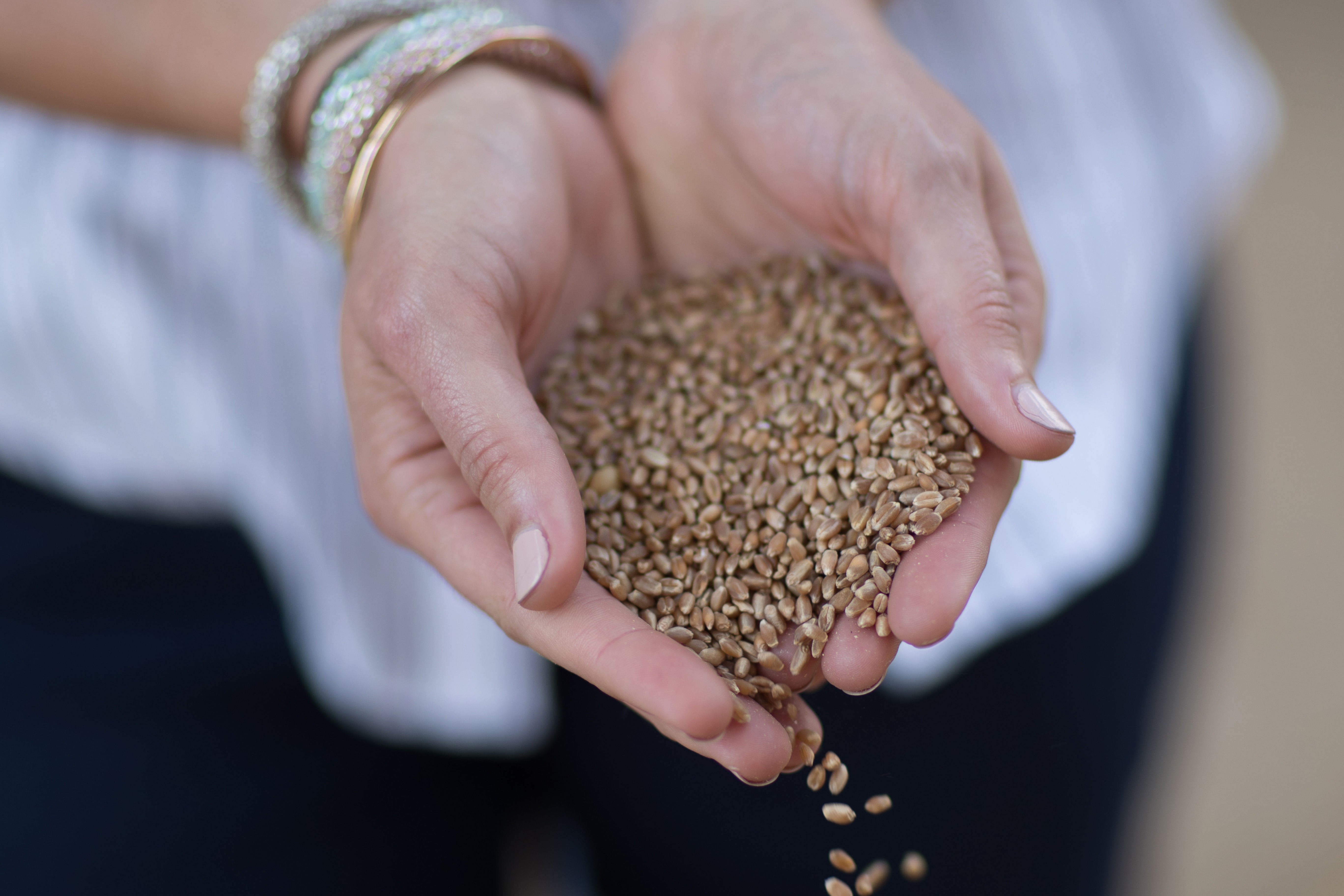 Hands holding oats